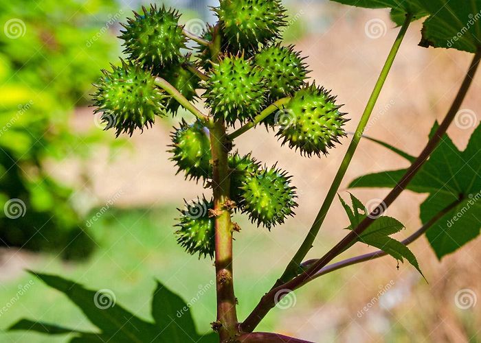 Botanical Garden Freiburg Castor Bean Plant Ricinus Communis. Botanical Garden, Freiburg ... photo