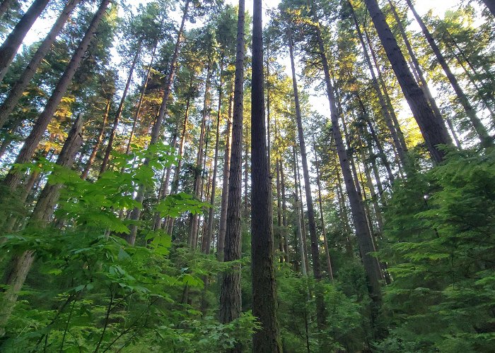 Pacific Spirit Regional Park Pacific Spirit Park - where the coyotes have not taken over... yet ... photo