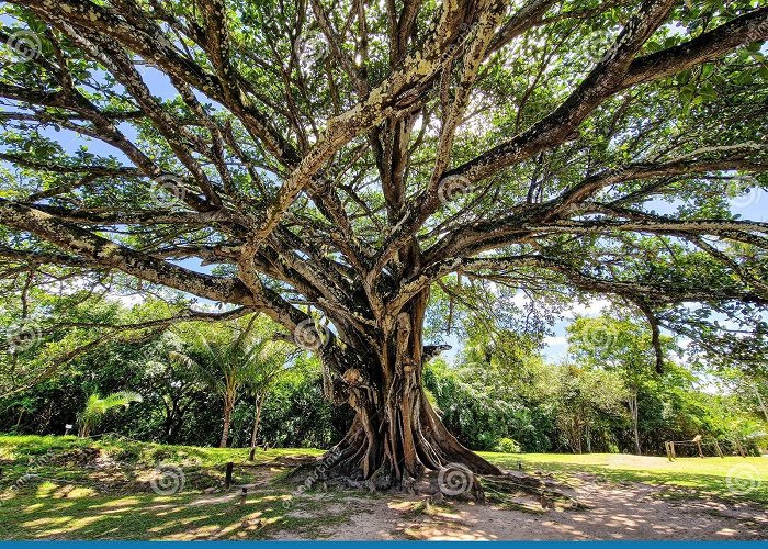 Garcia D'avila Castle Big Ficus Tree in Front of the Garcia D Avila Castle, in the Praia ... photo