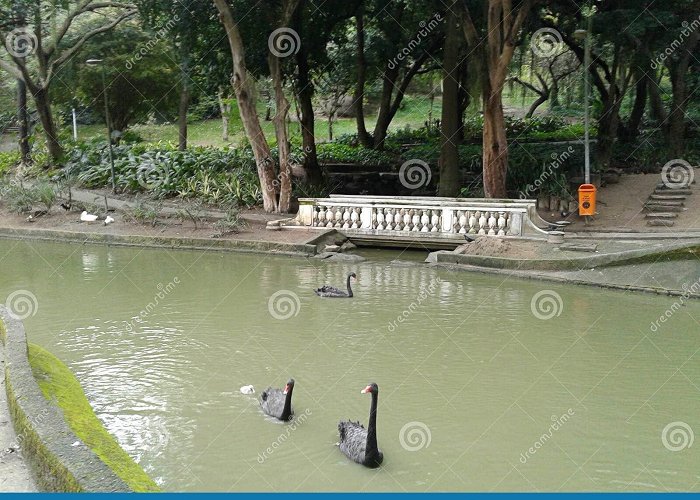 Guinle Park Goose in Lake in Guinle Park Rio De Janeiro Brazil Stock Photo ... photo