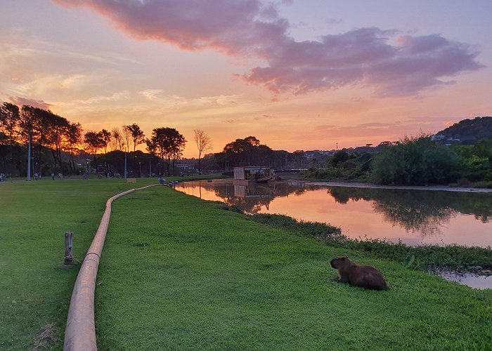 Parque Barigui Capybara resting at parque Barigui, Curitiba, Brazil, this past ... photo