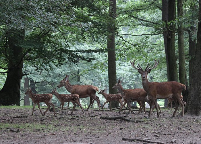 Wildpark Rolandseck GmbH Wildpark Rolandseck • Leisure activity » outdooractive.com photo