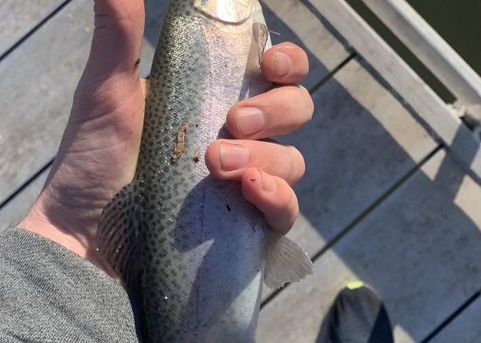 Waverly Park for the homie asking about trout fishing, give waverly park a shot ... photo