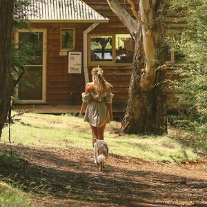 Little Olive Cabin Guest House Porepunkah Exterior photo