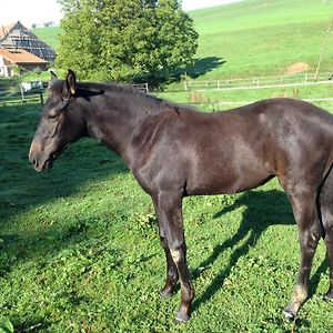 Serenite Et Nature Dans Une Ferme Equestre Massonnens Exterior photo