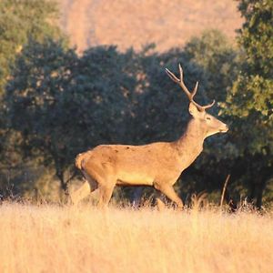 Monte Barata Wildlife Tourism Villa Castelo Branco  Exterior photo